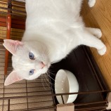 2023年4月16日千代田店に参加するアニマルフレンドの保護猫041603