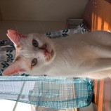 2023年4月16日千代田店に参加するアニマルフレンドの保護猫041605