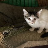 2023年4月16日君津店に参加する猫レンジャーの保護猫041604