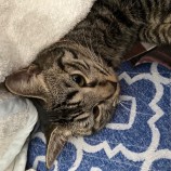 2023年4月16日君津店に参加する猫レンジャーの保護猫041607