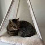 2023年4月16日君津店に参加する猫レンジャーの保護猫041608