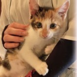 2023年4月16日君津店に参加する猫レンジャーの保護猫041609