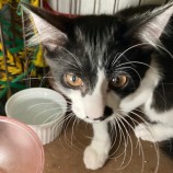 2023年4月16日君津店に参加する猫レンジャーの保護猫041610