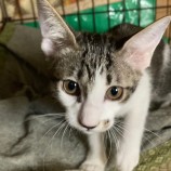 2023年4月16日君津店に参加する猫レンジャーの保護猫041612