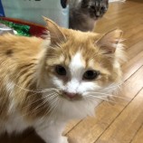 2023年4月16日君津店に参加する猫レンジャーの保護猫041614