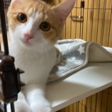 2023年4月16日君津店に参加する猫レンジャーの保護猫041615