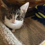 2023年4月16日君津店に参加する猫レンジャーの保護猫041618