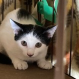 2023年4月16日君津店に参加する猫レンジャーの保護猫041619