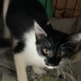 2023年4月16日君津店に参加する猫レンジャーの保護猫041622