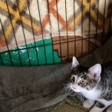 2023年4月16日君津店に参加する猫レンジャーの保護猫041624