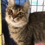 2023年4月16日君津店に参加する猫レンジャーの保護猫041627