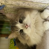 2023年4月9日瑞穂店に参加する一般社団法人またたび家の保護猫040904