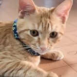 2023年4月9日瑞穂店に参加する一般社団法人またたび家の保護猫040906