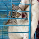 2023年4月9日瑞穂店に参加する一般社団法人またたび家の保護猫040908