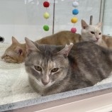 2023年4月9日瑞穂店に参加する彩の猫の保護猫040908