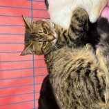 2023年4月9日瑞穂店に参加する一般社団法人またたび家の保護猫040909