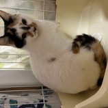 2023年4月9日瑞穂店に参加する一般社団法人またたび家の保護猫040911