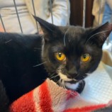 2023年4月9日新田店に参加する猫のへやの保護猫040902