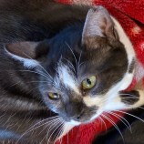 2023年4月9日新田店に参加する猫のへやの保護猫040903