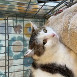 2023年4月9日新田店に参加する猫のへやの保護猫040904