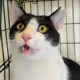 2023年4月9日新田店に参加する猫のへやの保護猫040906