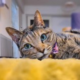 2023年5月28日千葉店に参加するNPO法人ねこけん千葉支部の保護猫052101