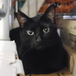 2023年5月28日千葉店に参加するNPO法人ねこけん千葉支部の保護猫052103