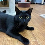 2023年5月28日千葉店に参加するNPO法人ねこけん千葉支部の保護猫052105