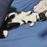 2023年5月28日千葉店に参加するNPO法人ねこけん千葉支部の保護猫052106