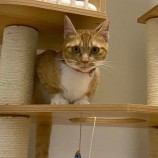 2023年5月28日千葉店に参加するNPO法人ねこけん千葉支部の保護猫052107