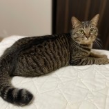 2023年5月28日千葉店に参加するNPO法人ねこけん千葉支部の保護猫052109