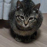 2023年6月4日君津店に参加する猫レンジャーの保護猫09