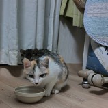 2023年5月7日君津店に参加する猫レンジャーの保護猫050705