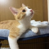 2023年5月20日君津店に参加する猫レンジャーの保護猫05201