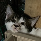 2023年5月20日君津店に参加する猫レンジャーの保護猫05203