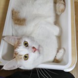 2023年5月20日君津店に参加する猫レンジャーの保護猫05204
