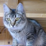 2023年5月20日君津店に参加する猫レンジャーの保護猫05212