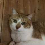2023年5月20日君津店に参加する猫レンジャーの保護猫05214