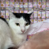 2023年5月14日瑞穂店に参加する一般社団法人彩の猫の保護猫051402