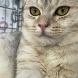 2023年5月14日瑞穂店に参加する一般社団法人彩の猫の保護猫051403