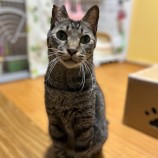 2023年5月14日瑞穂店に参加する一般社団法人またたび家の保護猫051404