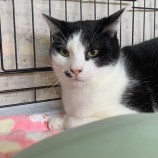 2023年5月14日瑞穂店に参加する一般社団法人彩の猫の保護猫051406