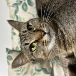 2023年5月14日瑞穂店に参加する一般社団法人またたび家の保護猫051407