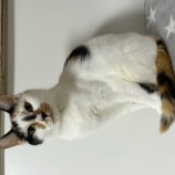 2023年5月14日瑞穂店に参加する一般社団法人またたび家の保護猫051408