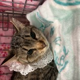 2023年5月14日瑞穂店に参加する一般社団法人またたび家の保護猫051413