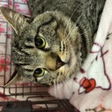 2023年5月14日瑞穂店に参加する一般社団法人またたび家の保護猫051414