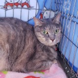 2023年5月7日守谷店に参加する一般社団法人にゃんこの大冒険の保護猫050701