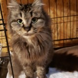 2023年5月7日守谷店に参加する一般社団法人にゃんこの大冒険の保護猫050703