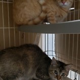 2023年5月7日守谷店に参加する一般社団法人にゃんこの大冒険の保護猫050704