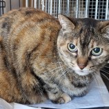 2023年5月7日守谷店に参加する一般社団法人にゃんこの大冒険の保護猫050705